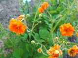 'Prinses Juliana'